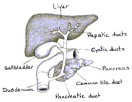 Liver Diagram