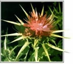 More About UltraThistle