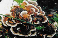 C. VERSICOLOR